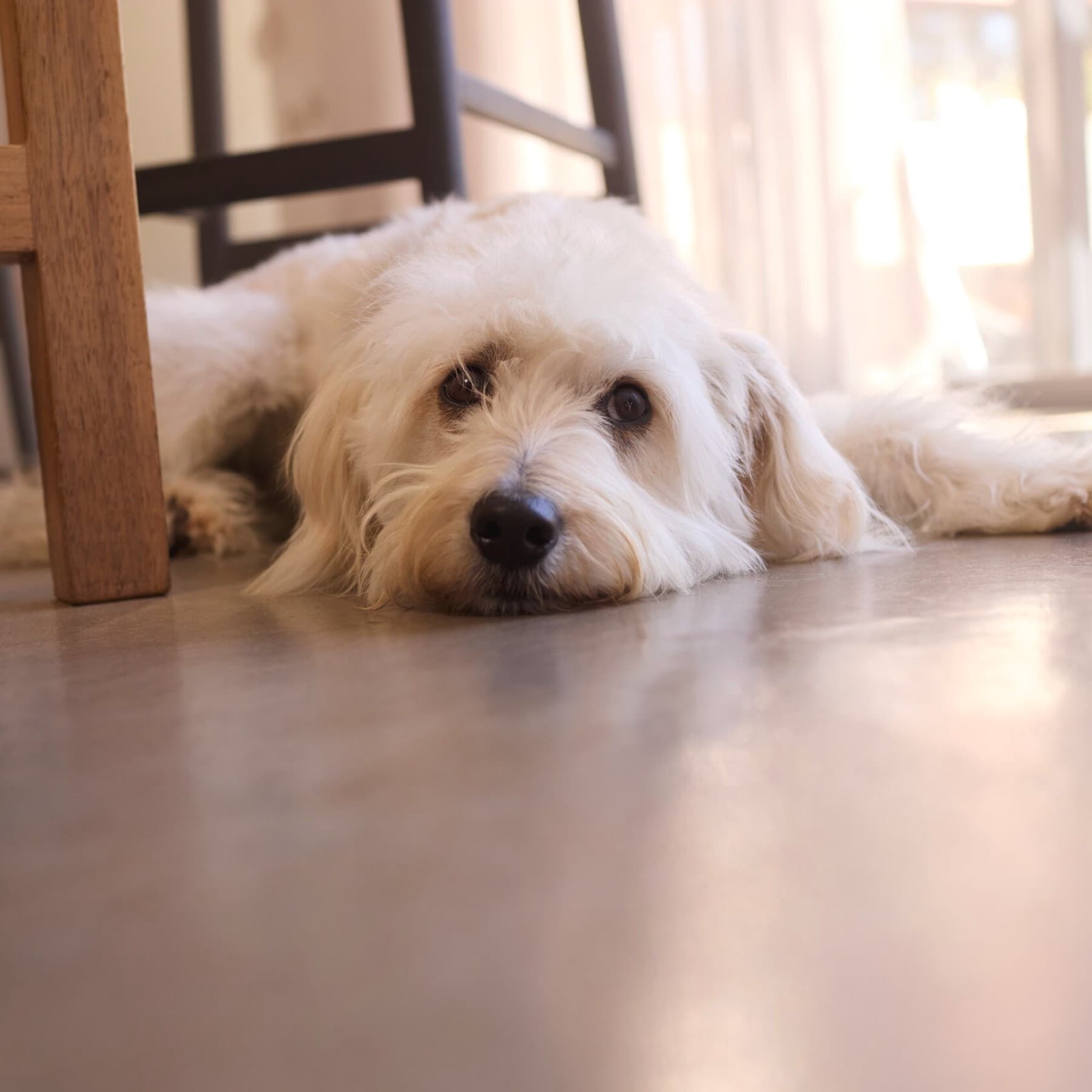 куче кое лежи на подот