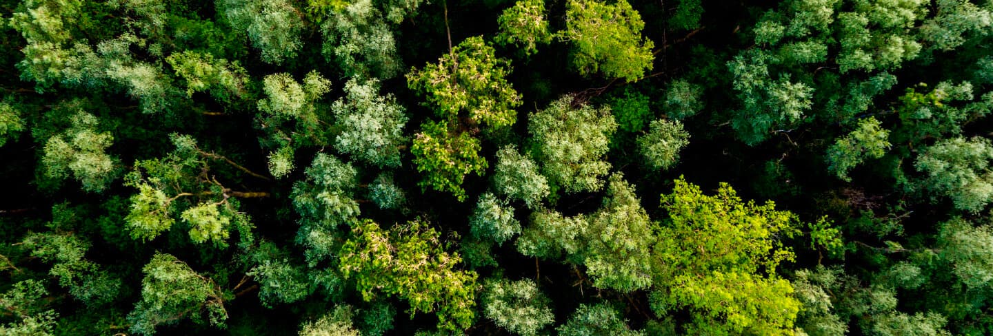 Поглед од птичја перспектива на шума