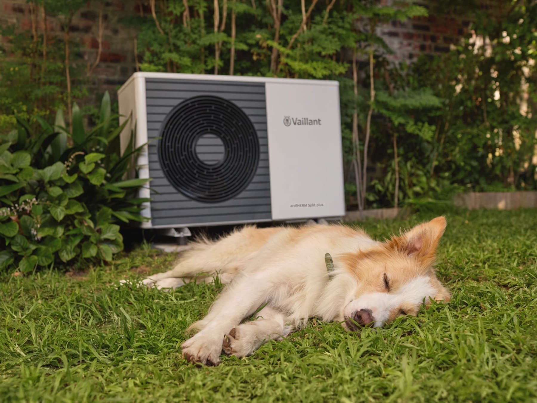 Куче спие блиску до топлинска пумпа